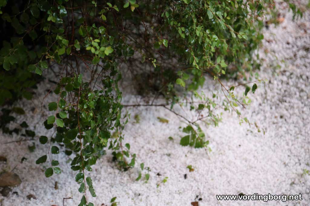 Store hagl i Vordingborg