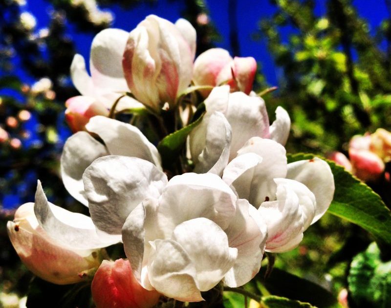 æbleblomst closeup