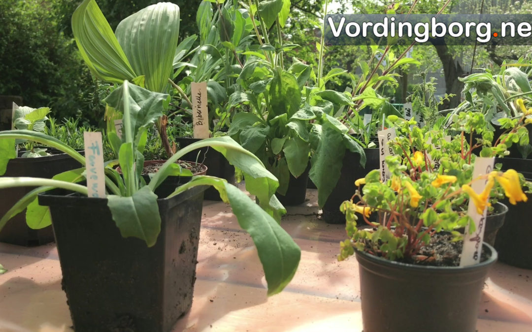 Video fra Middelalderhavens dag i Stege d. 17. maj 2017