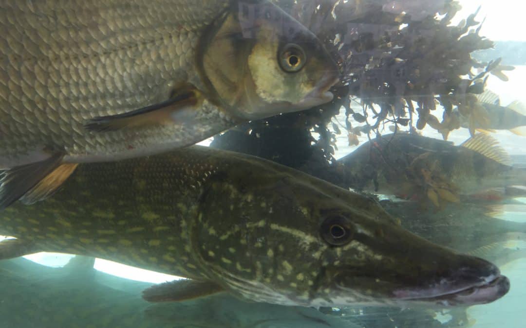 Klap en fisk
