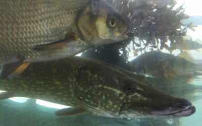 Klap en fisk