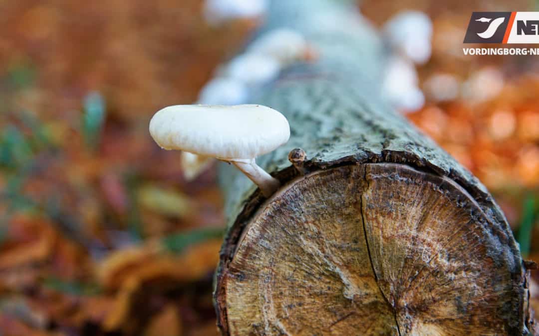 Flotte efterårsfarver i Lekkende Skov ved Ugledige [Video]