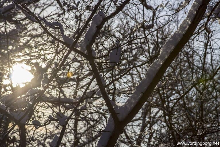 Kirkeskoven i Vordingborg 29. december 2014