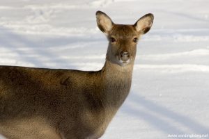 Kirkeskoven i Vordingborg 29. december 2014