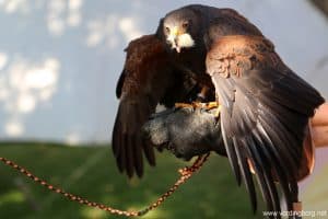 Sildemarked og Middelaldermarked i Stege 6. september 2014