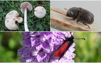 Møn er et mekka for sjældne og truede insekter og svampe