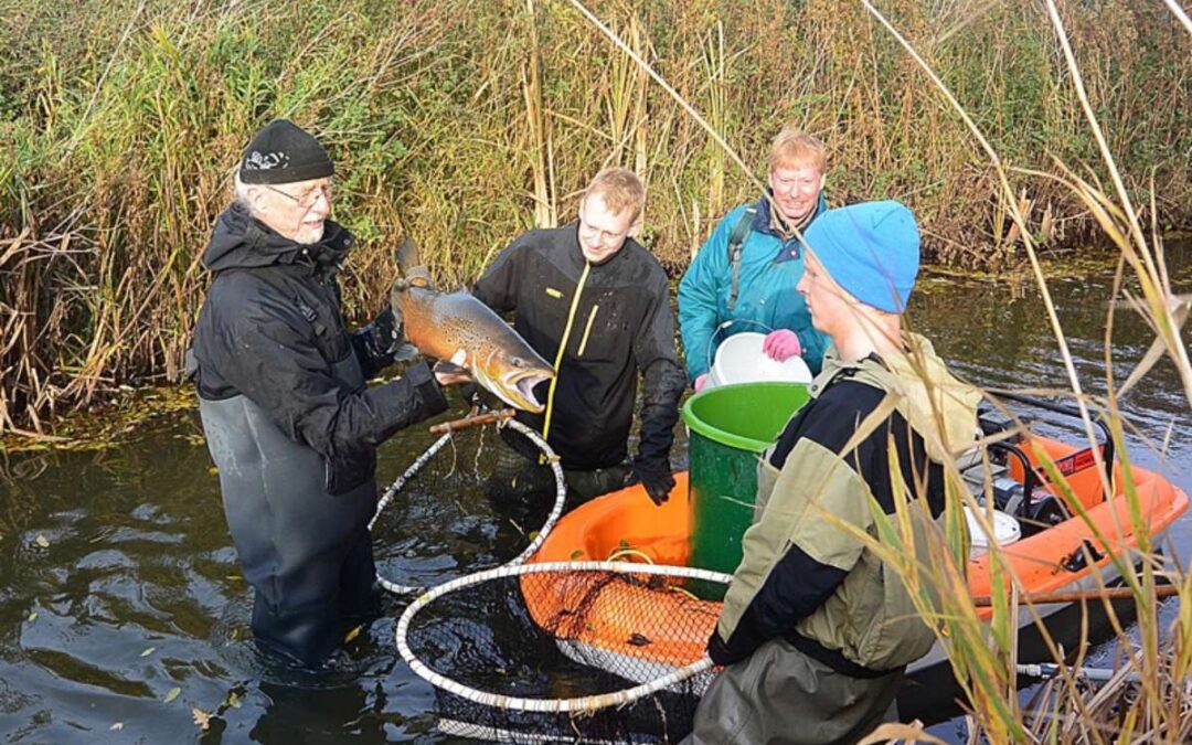 Fishing Zealand inviterer til temaaften om de sydsjællandske havørreder d. 9. november i Vordingborg