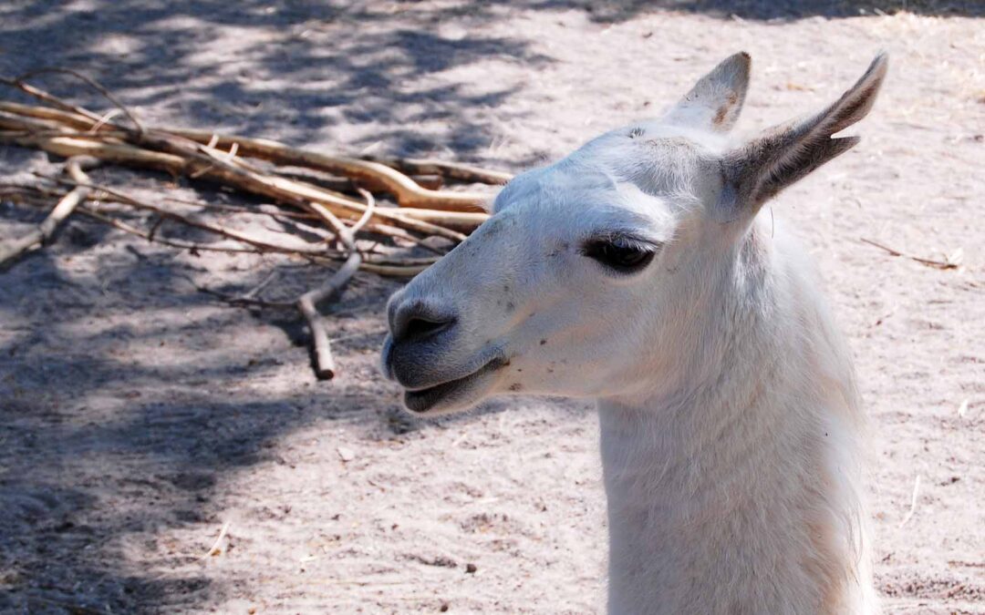 Der bliver fortsat liv og glade dage på dyrefronten i Nykøbing Falster, når Guldborgsund Zoo & Botanisk Have lukker til efteråret