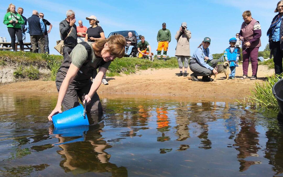 Der er kommet flere sjældne muslinger og fisk i Susåen