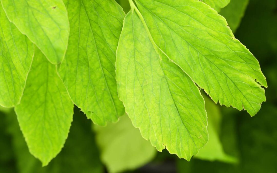 Bestyrelsesformand for Naturnationalpark Ulvshale skov er nu udpeget