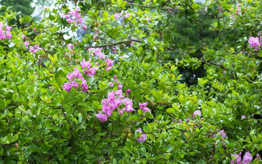 Havefortællinger 2. pinsedag i Nagelsti