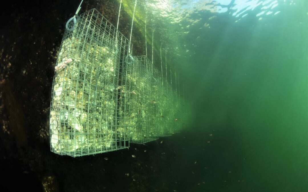 Indvielse af Biohuts i Klintholm Havn