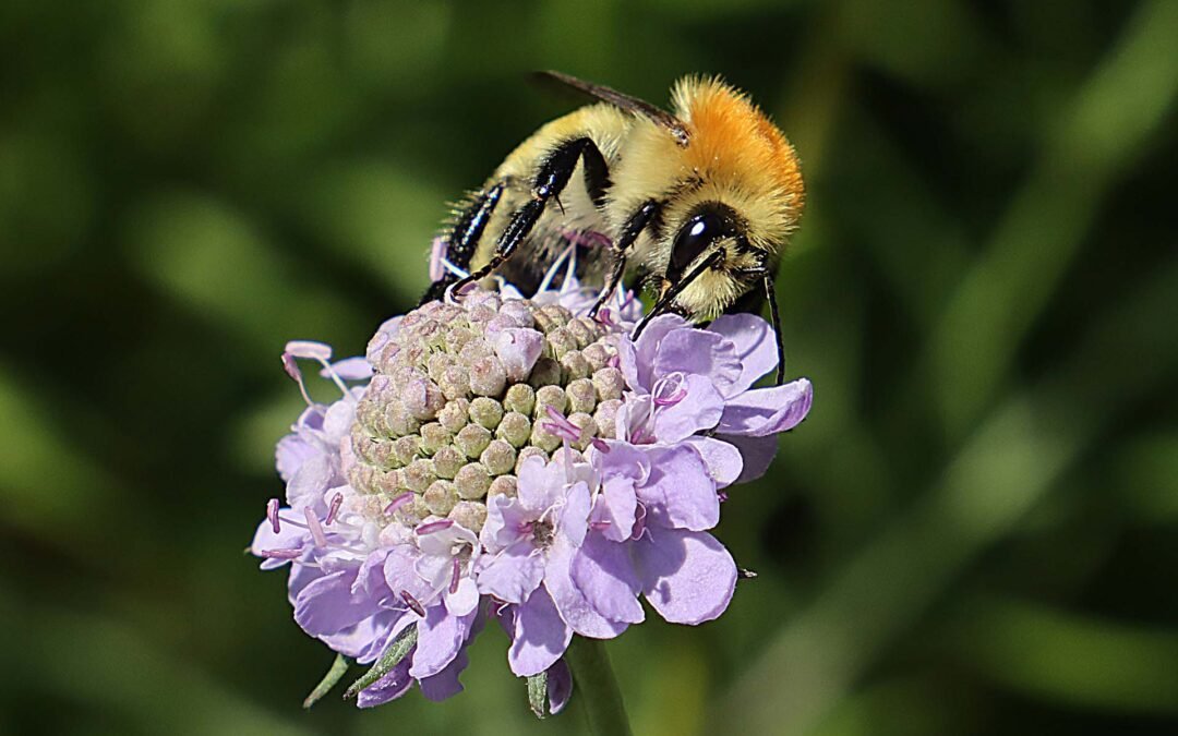 Temamøde om naturgenopretningsprojekter på Østmøn